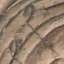 Bas-relief