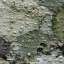 Bark