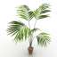 Palm