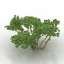 Bush