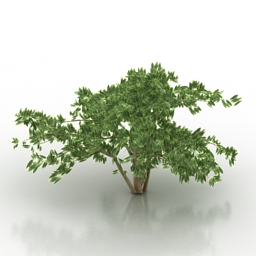 bush 3D Model Preview #599b7cfe