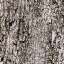 Bark