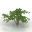 Bush