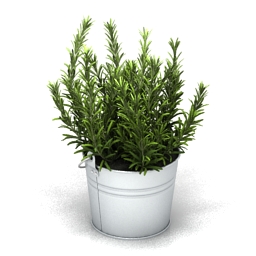 3D Plant preview