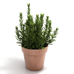 3D Plant preview