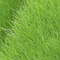 Grass