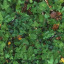 Grass