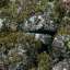 Stone