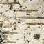 Bark