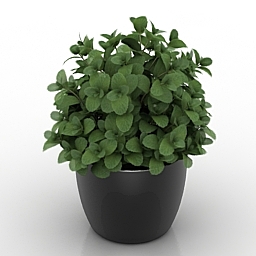 3D Mint preview
