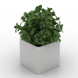 3D Mint preview