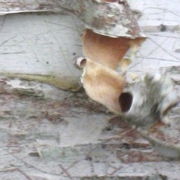 Bark