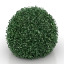 Bush