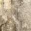 Bark