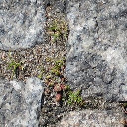 Paving