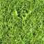 Grass