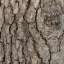 Bark