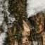 Bark