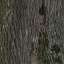 Bark