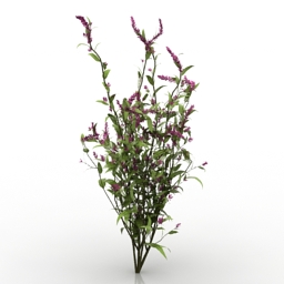 plant grass 3D Model Preview #fb21e447