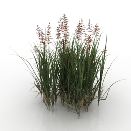 grass zizania caduciflora 3D Model Preview #e35e51c5