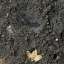 Asphalt