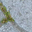 Paving