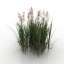 Grass