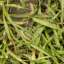 Grass