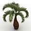 Palm