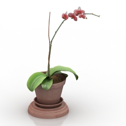 flower orchid 3D Model Preview #fa764e5a