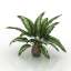 Palm