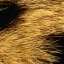Fur