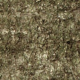 Bark
