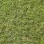 Grass