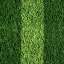Grass