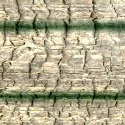 Bark