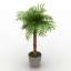 Palm