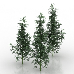 grass cannabis 3D Model Preview #824ba667