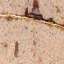 Stucco