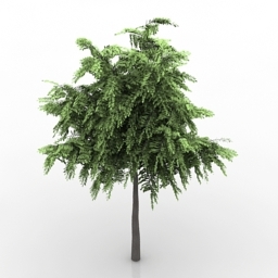 tree acacia 3D Model Preview #1dfe8609