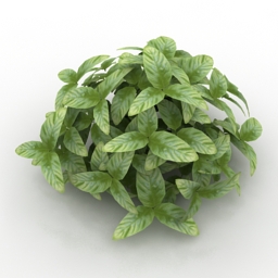 bush 3D Model Preview #c39da865