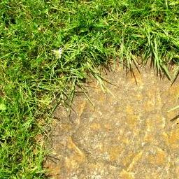 Grass