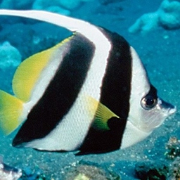 Fish