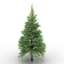 Conifers tree