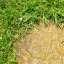 Grass