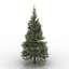 Conifers tree