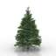 Conifers tree