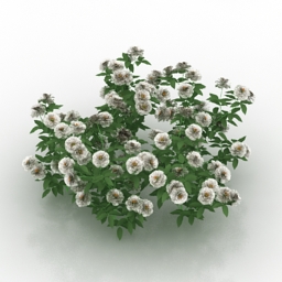 flower rose white 3D Model Preview #927e6477