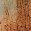 Bark